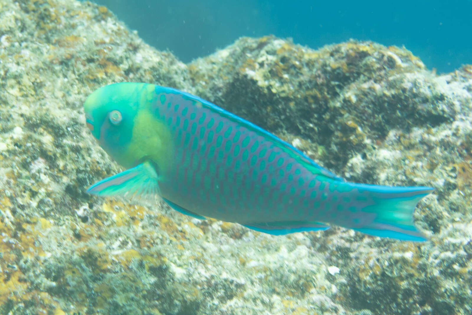 Image of Greensnout parrotfish