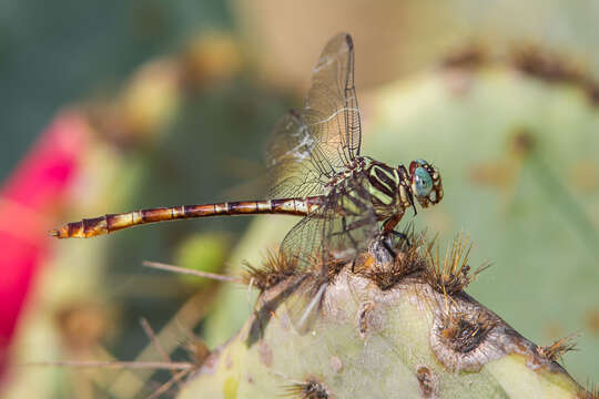 Image of Broad-striped Forceptail