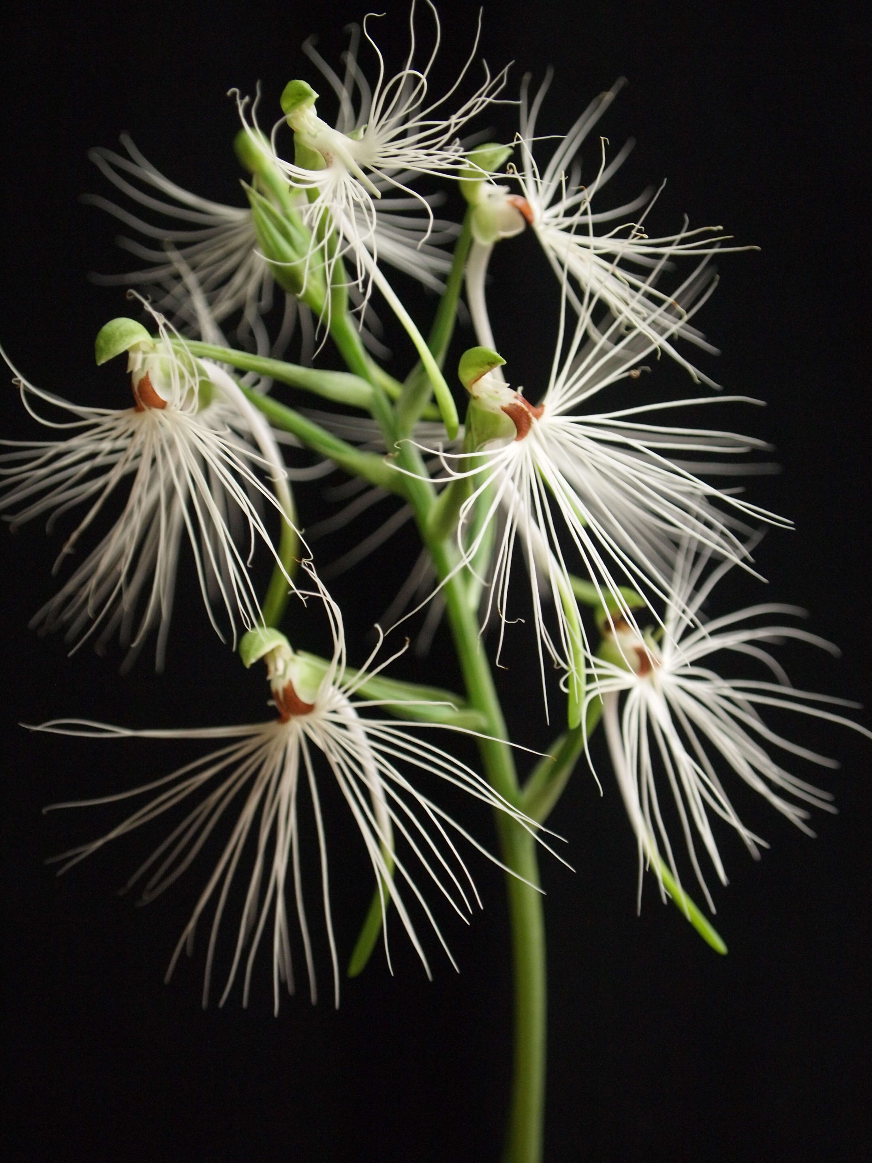 Habenaria medusa Kraenzl. resmi