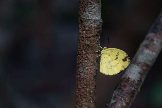 Image of Eurema andersoni (Moore 1886)