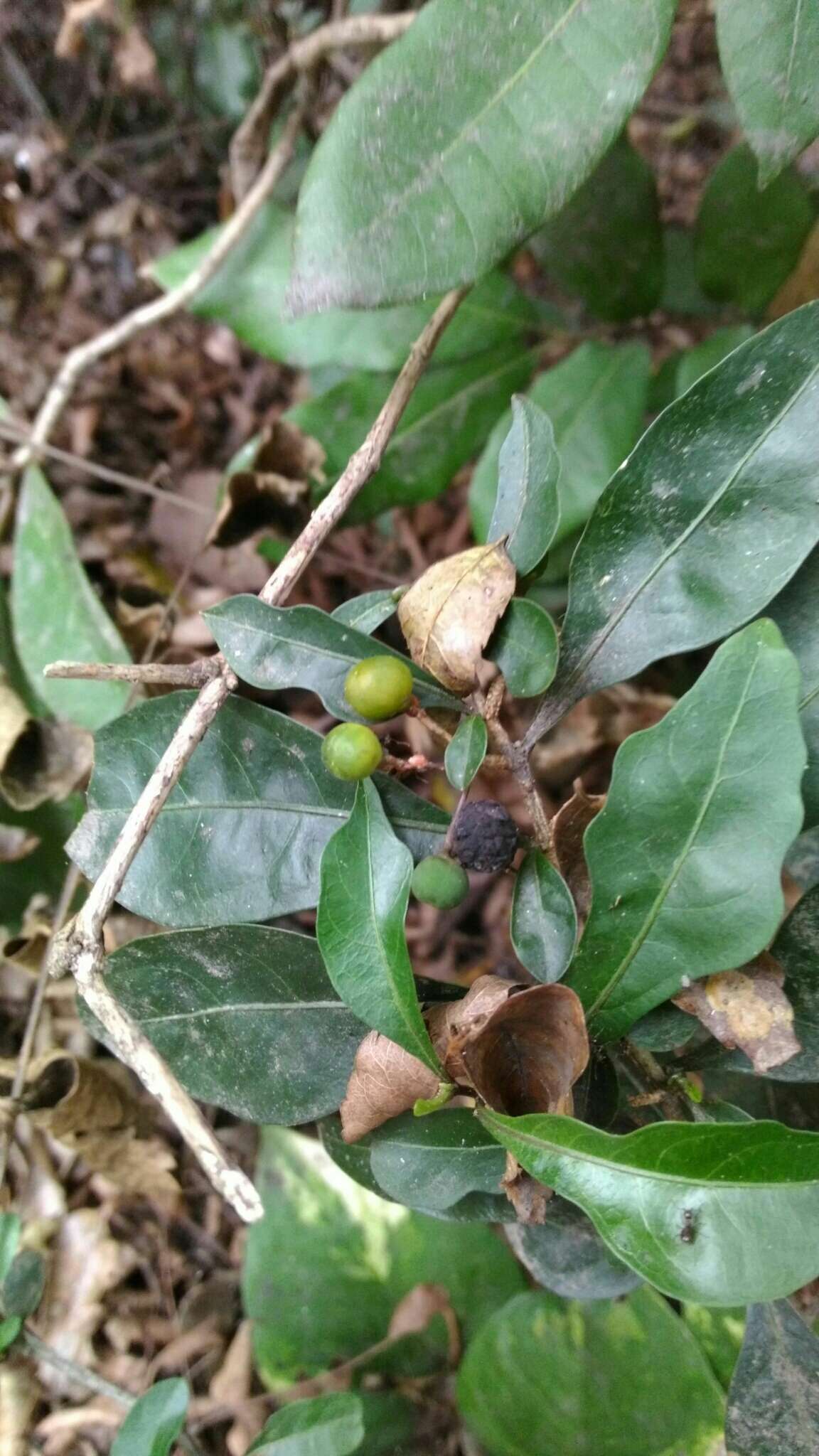 Слика од Solanum diphyllum L.