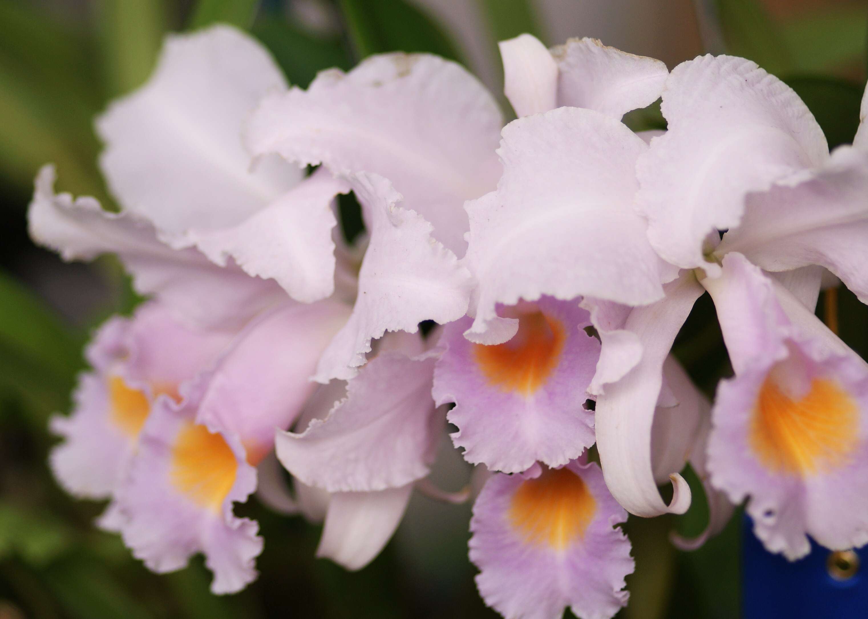 Image of Cattleya schroederae (Rchb. fil.) Sander