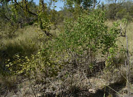 Image of Flueggea virosa subsp. melanthesoides (F. Muell.) G. L. Webster