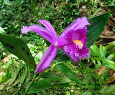 Image of Sobralia wilsoniana Rolfe