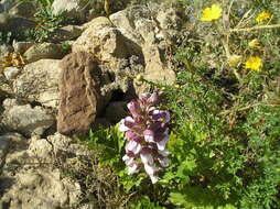 Imagem de Acanthus mollis L.