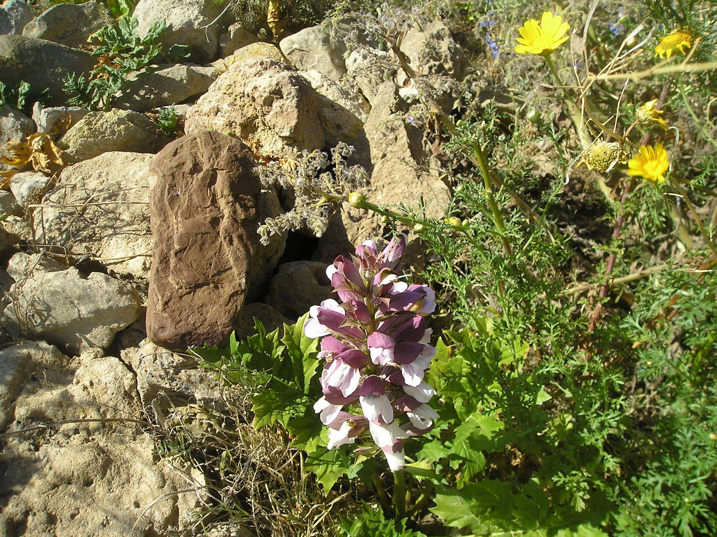 Image of Bear's Breeches