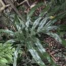 Image de Pteris umbrosa R. Br.