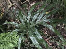 Plancia ëd Pteris umbrosa R. Br.