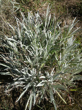 Image de Erechtites quadridentata (Labill.) DC.