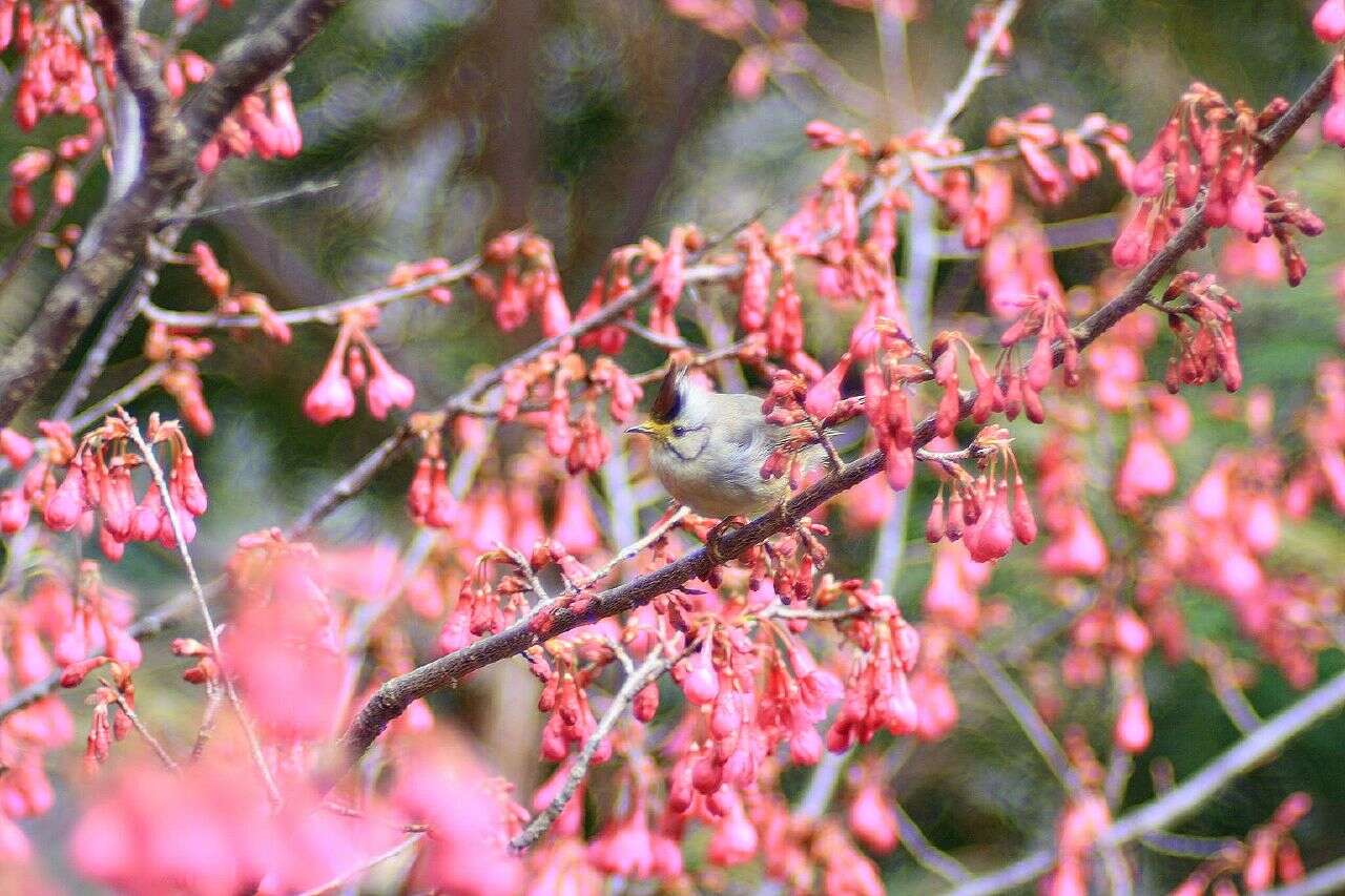 Image of Formosan Yuhina