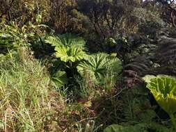 صورة Gunnera petaloidea Gaudich.