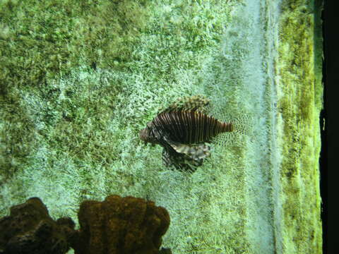 Image of Broadbarred firefish