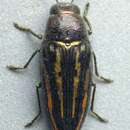 Imagem de Buprestis lineata Fabricius 1781