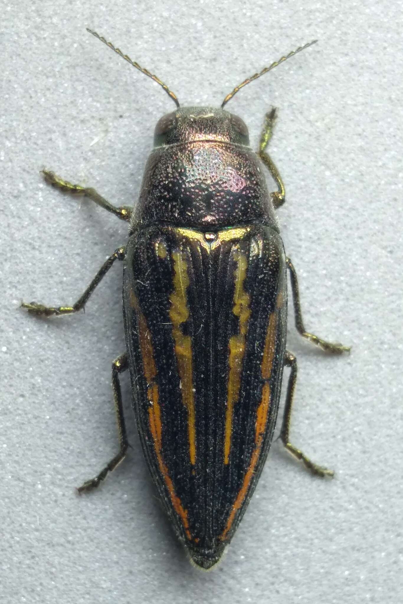 Image of Lined Buprestris