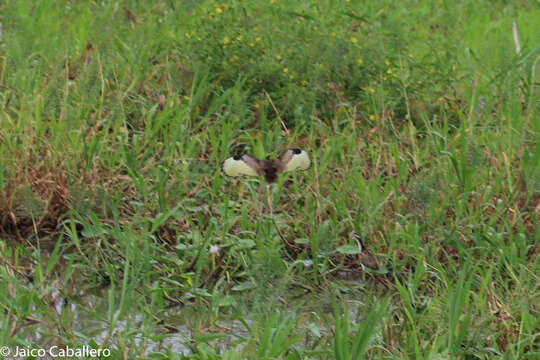 Image of Wattled Jacana