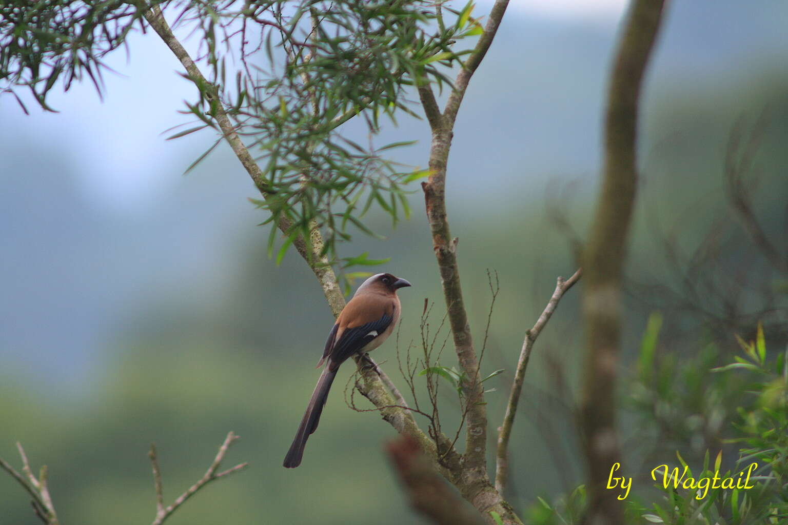 Image of Grey Treepie