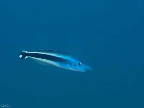 Image of Blue blanquillo