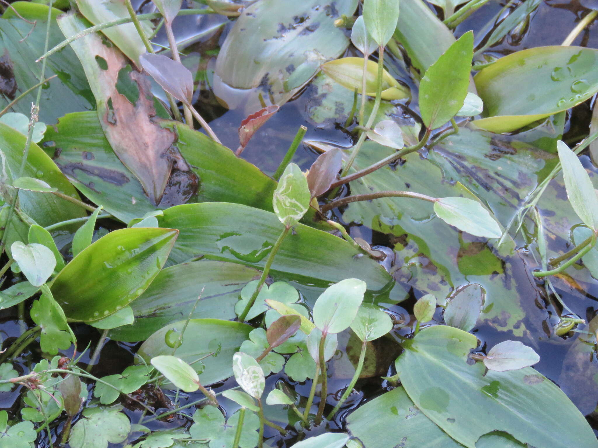 Image of Bog Pondweed