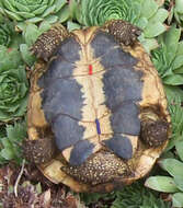 Image of Hermann's Tortoise