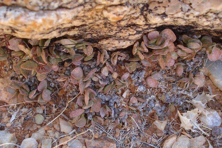 Image of Adromischus diabolicus H. R. Tölken