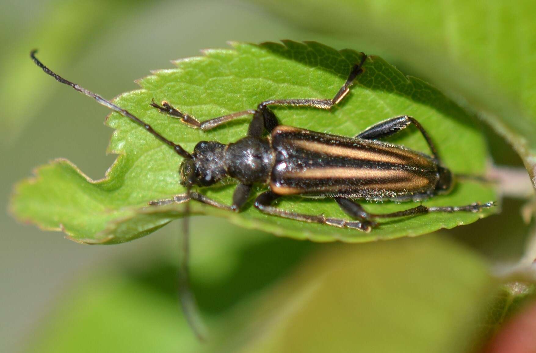 Image of Cortodera longicornis (Kirby 1837)