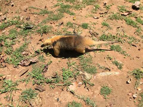 Plancia ëd Tamandua tetradactyla (Linnaeus 1758)