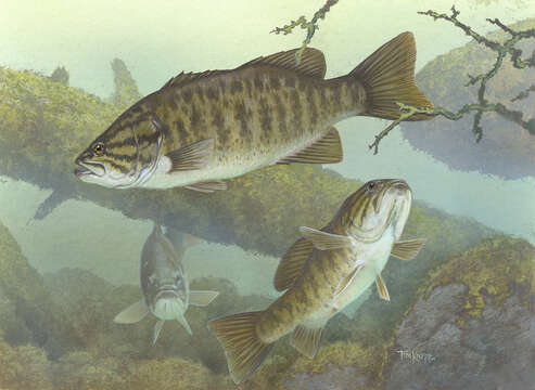 Image of Smallmouth Bass