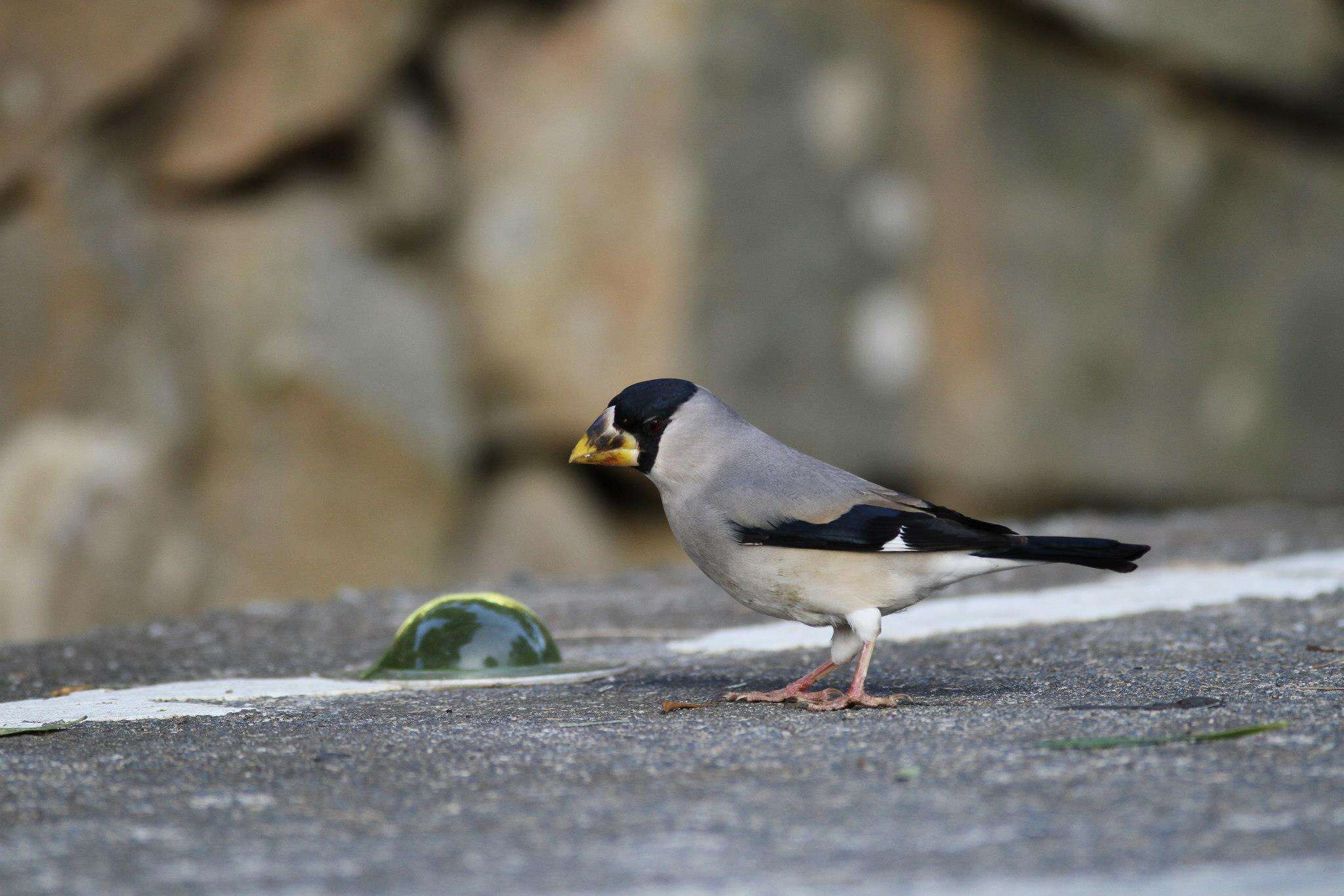 Image of Japanese Grosbeak