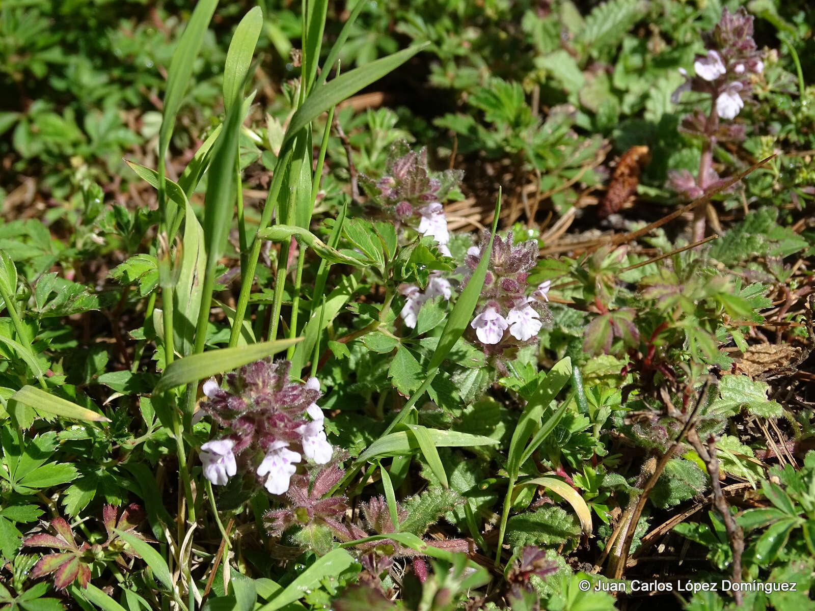 Stachys eriantha Benth.的圖片