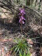 Image de Stylidium productum M. M. Hindmarsh & D. F. Blaxell