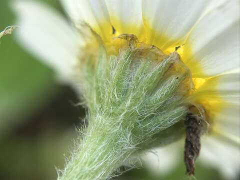 صورة Cladanthus mixtus (L.) Chevall.