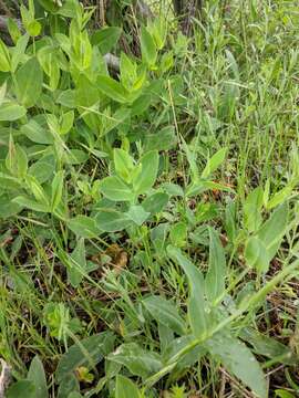 Image of Silene vulgaris subsp. bosniaca (G. Beck) Janchen ex Greuter, Burdet & Long