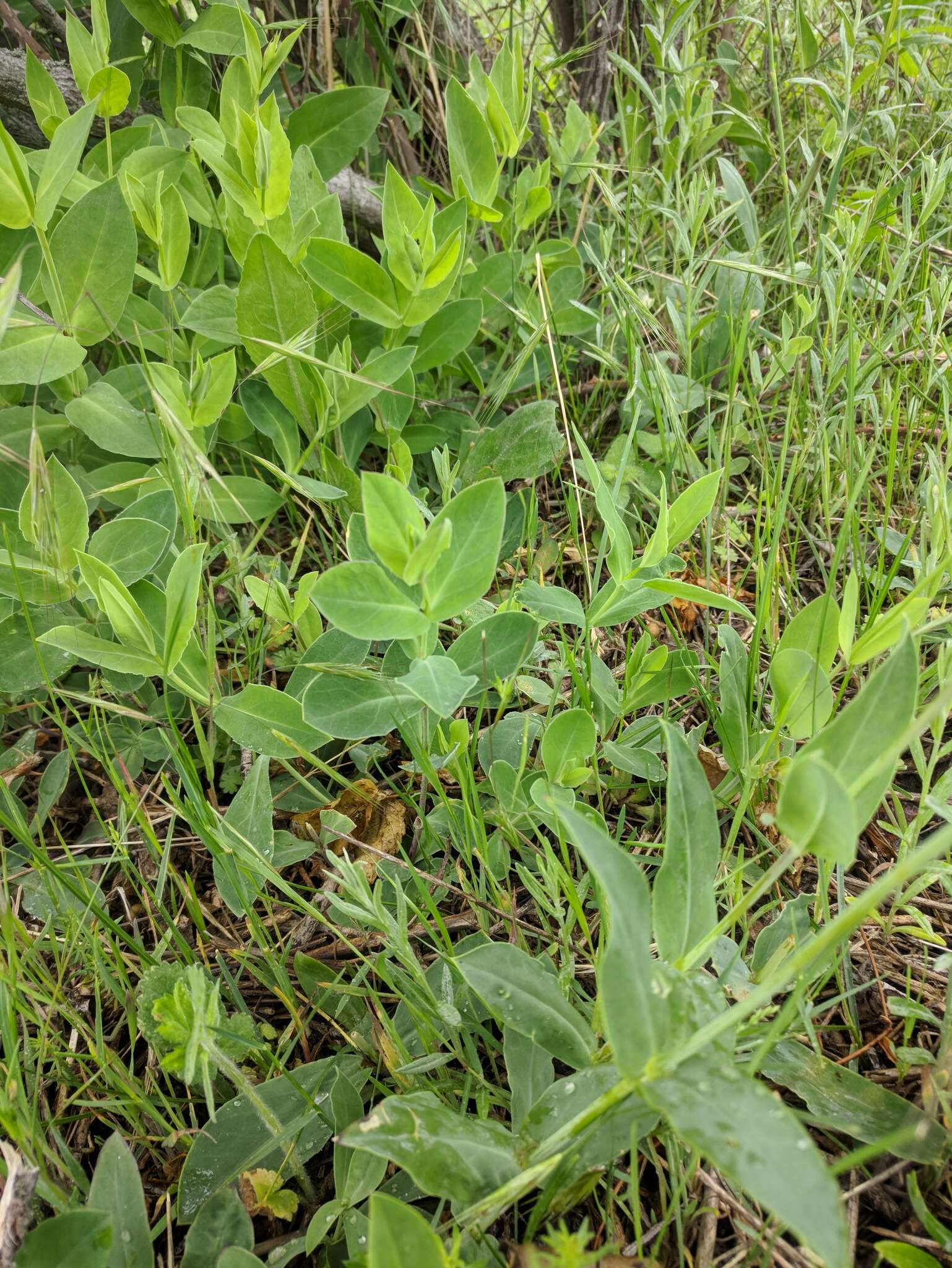 Image of Silene vulgaris subsp. bosniaca (G. Beck) Janchen ex Greuter, Burdet & Long