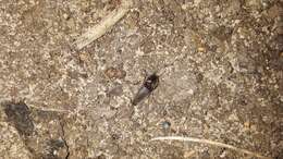 Image of Pasture Wireworm