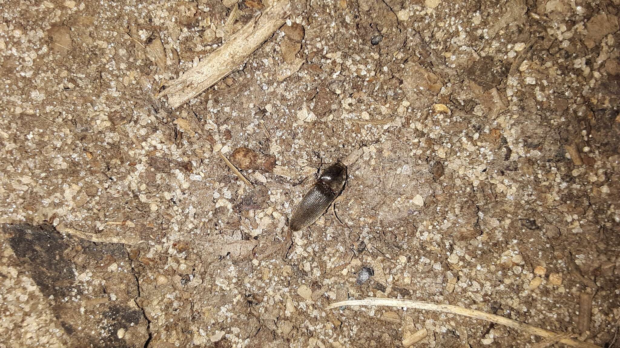 Image of Pasture Wireworm