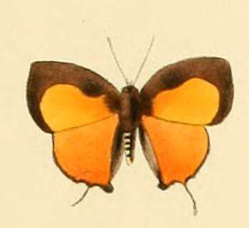 Image of Hypomyrina nomenia (Hewitson 1874)