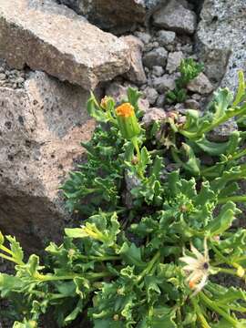 Слика од Senecio fremontii var. occidentalis Gray