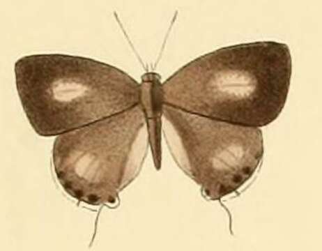 Image of Chliaria kina (Hewitson 1869)