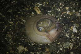 Image of Lewis' moonsnail