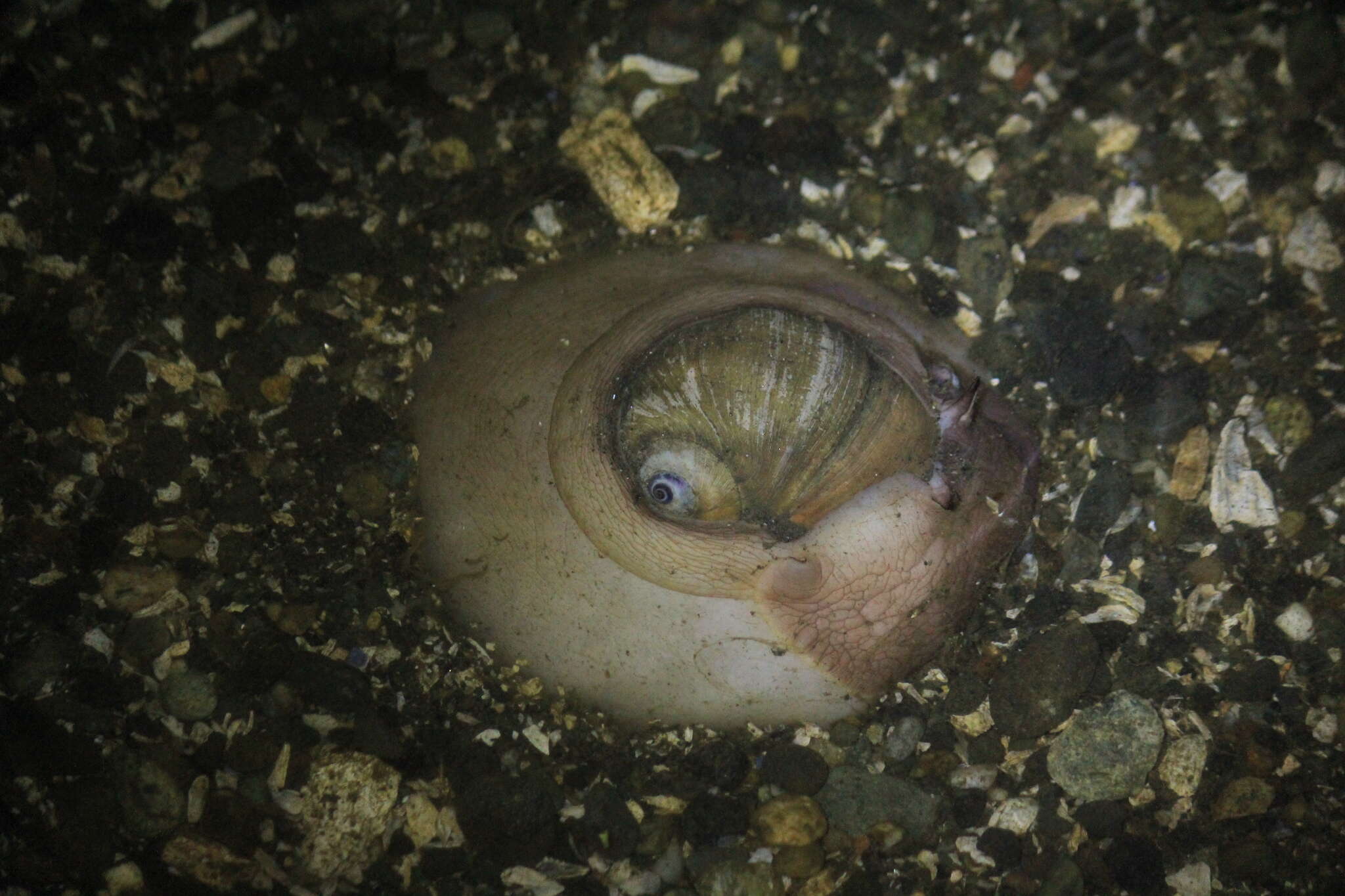 Image of Lewis' moonsnail