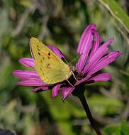 Image of <i>Colias <i>electo</i></i> electo