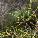 Image of Acacia farinosa Lindl.