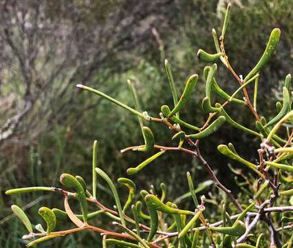 Image of Acacia farinosa Lindl.