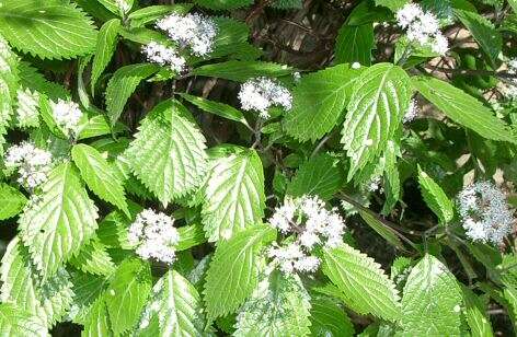 Imagem de Hydrangea hirta (Thunb.) Siebold