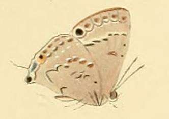 Image of Leptomyrina phidias (Fabricius 1793)