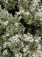 Olearia moschata Hook. fil. resmi