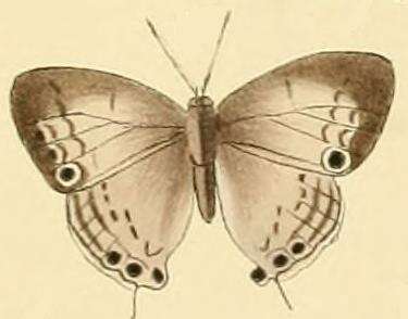 Image of Leptomyrina phidias (Fabricius 1793)
