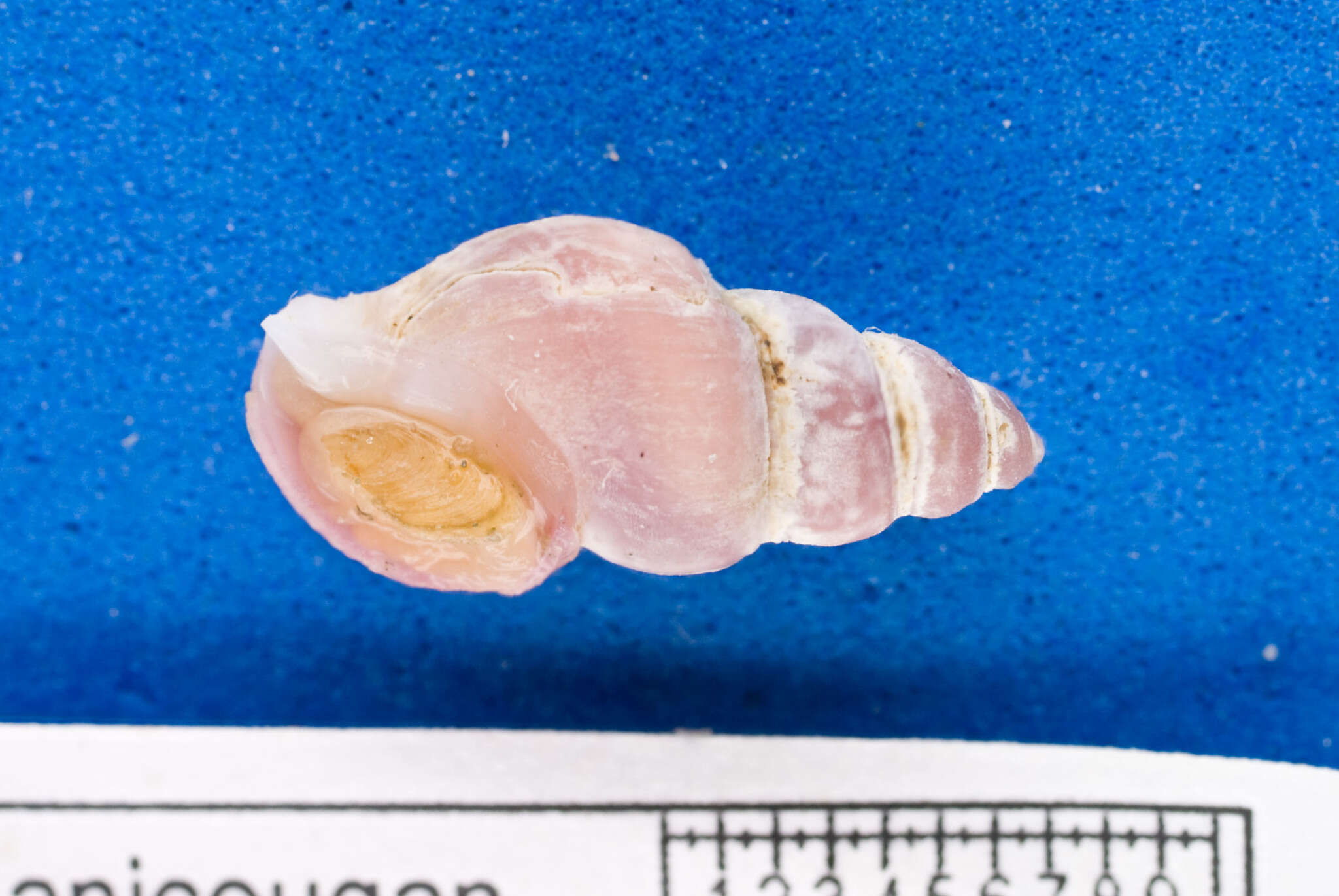 Image of rosy northern dovesnail