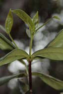 صورة Cyclophyllum balansae (Baill.) Guillaumin