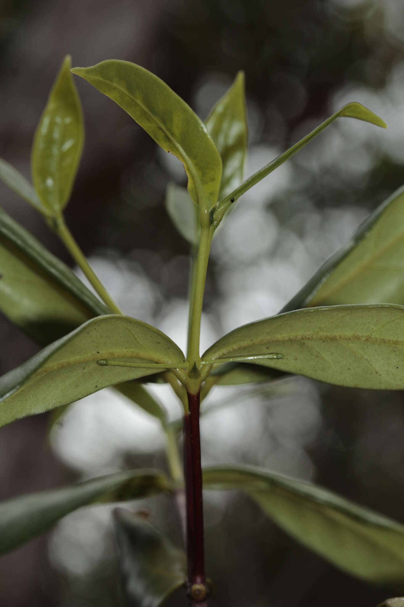 Image of Cyclophyllum balansae (Baill.) Guillaumin